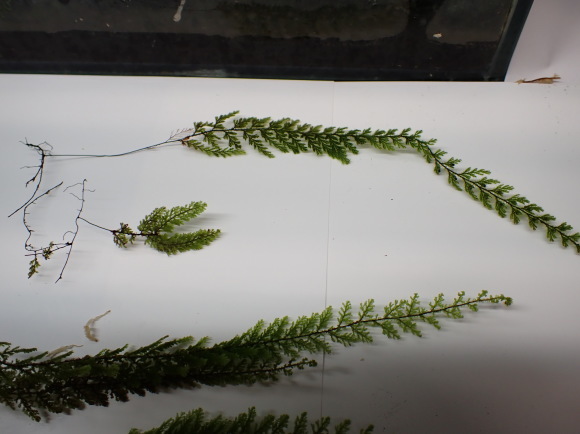 Hymenophyllum ooides_d0187020_22551373.jpg