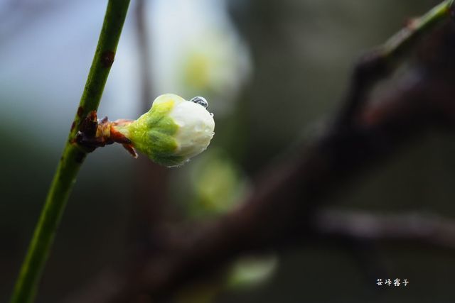 菜種梅雨_c0330122_19183928.jpg