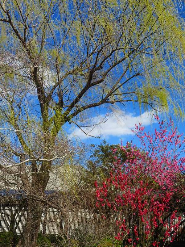 植物園「ハナモモと柳」20240322_e0237645_22154533.jpg