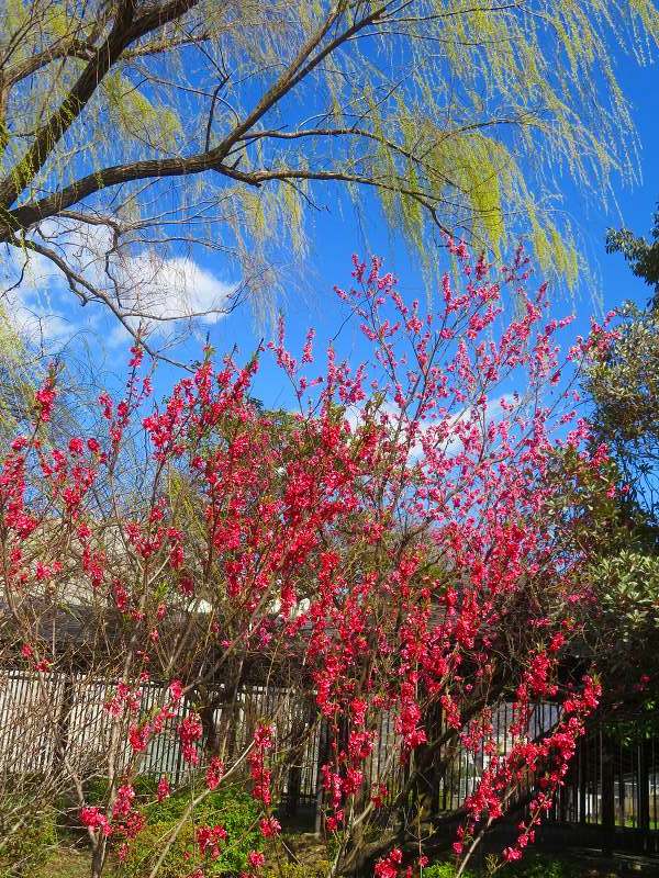 植物園「ハナモモと柳」20240322_e0237645_22154666.jpg