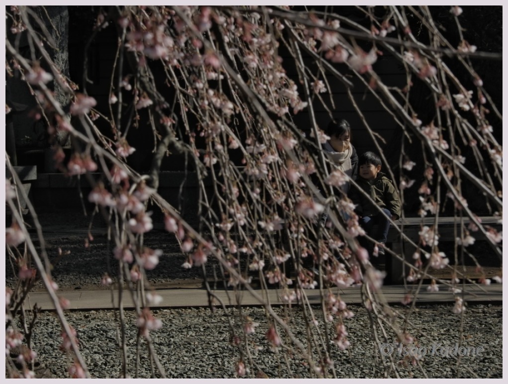 宝憧寺・枝垂れ桜(3分咲き？)‐２　　　042）_c0068050_22405764.jpg