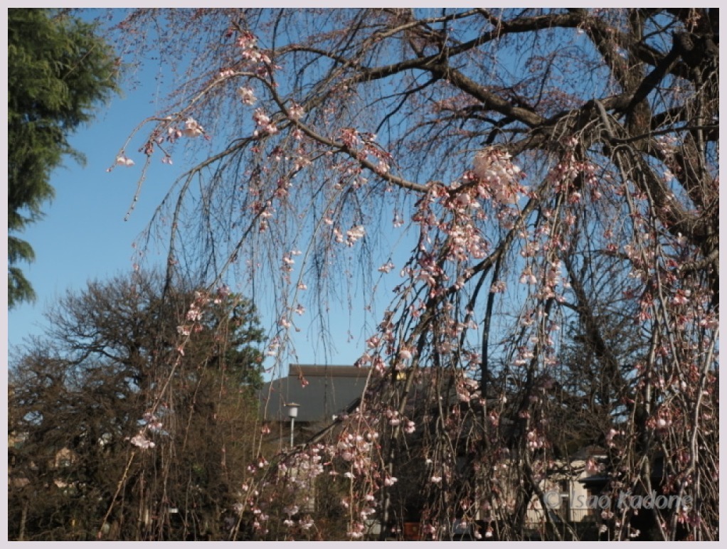 宝憧寺・枝垂れ桜(3分咲き？)‐２　　　042）_c0068050_22421968.jpg