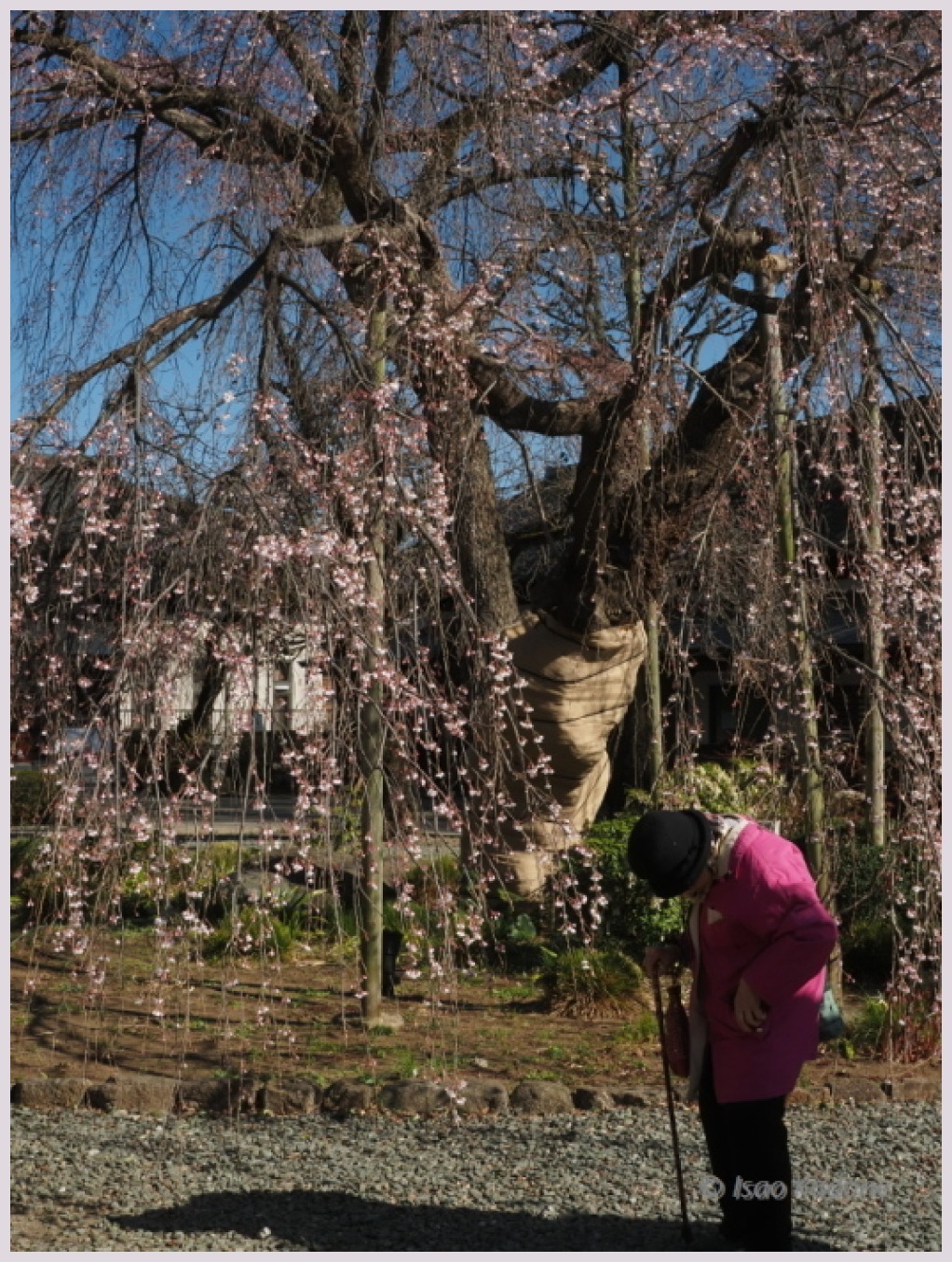 宝憧寺・枝垂れ桜(3分咲き？)‐２　　　042）_c0068050_22461793.jpg