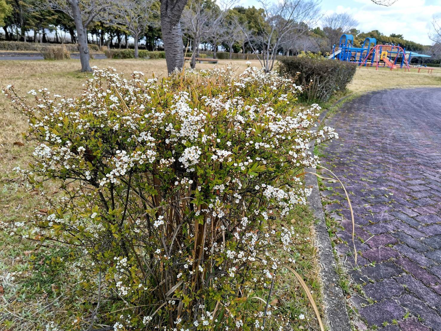 富浜緑地情報♪ユキヤナギの花が見られます！_d0338682_14341504.jpg