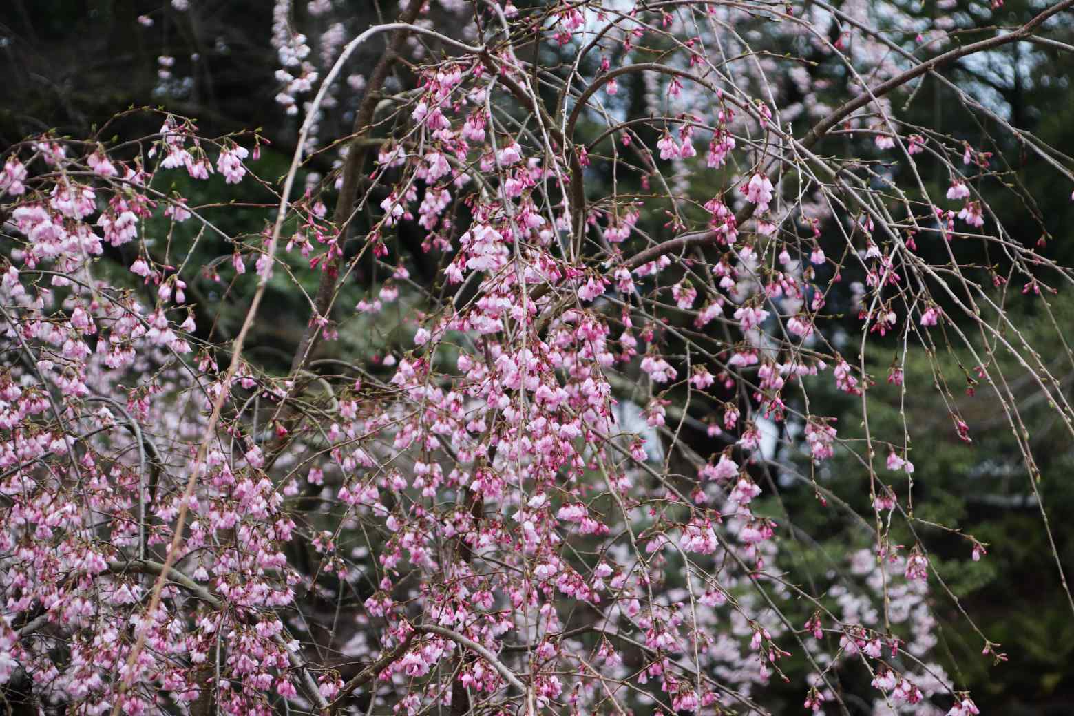 京都御苑　糸枝垂れが咲き始めた_e0048413_19295336.jpg