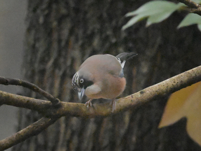 見沼自然公園へ_f0133213_22124241.jpg