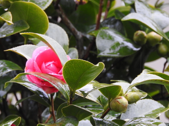 菜花雨なんだろうか？名残雪なんだろうか？_e0406450_17234227.jpg