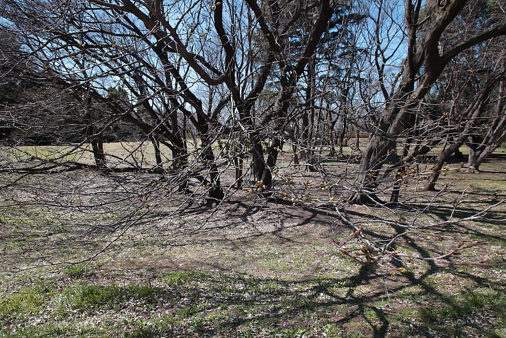 我が町の桜情報　ラスト_e0165983_08583326.jpg