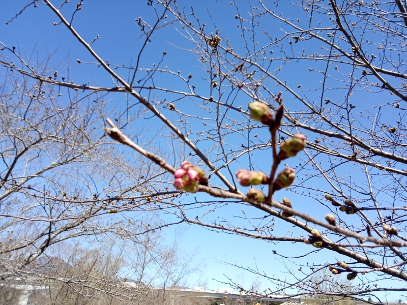 まもなく開花_f0402304_10511439.jpg