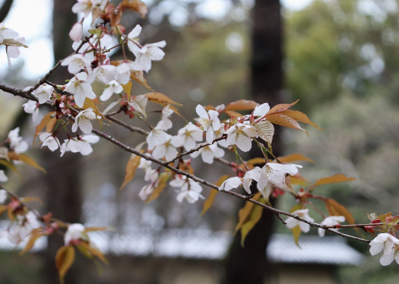 京都御苑　木蓮や山桜・馬酔木も開花_e0048413_22053443.jpg