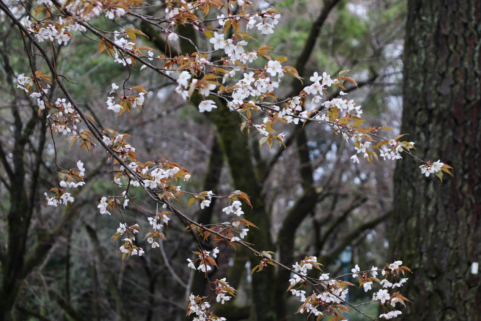 京都御苑　木蓮や山桜・馬酔木も開花_e0048413_22053866.jpg