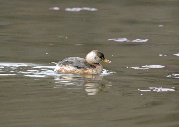 見沼自然公園へ_f0133213_19160457.jpg