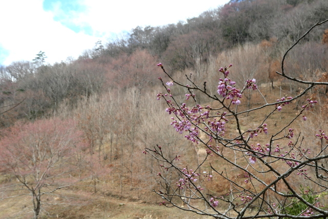 2024年　黒川・桜の森　　花便り_b0420415_22094215.jpg