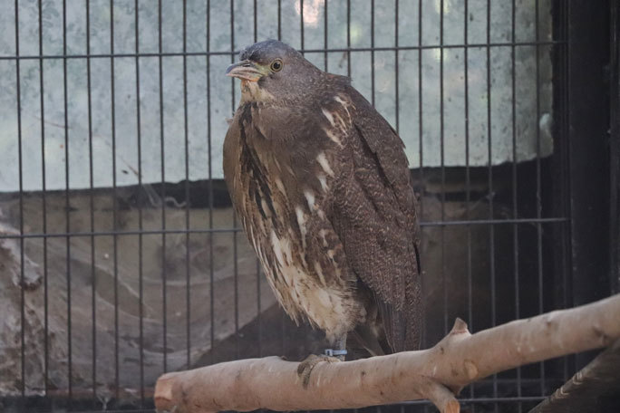 ミゾゴイの若鳥たち（井の頭自然文化園）_b0355317_21091693.jpg