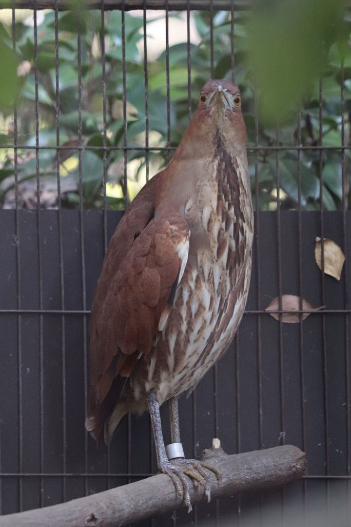 ミゾゴイの若鳥たち（井の頭自然文化園）_b0355317_21144543.jpg