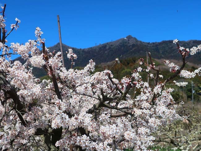 六所の花桃の満開までは４・５日はかかるでしょう。_f0147025_16403016.jpg