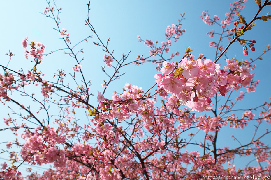 河津桜　～爛漫～_c0067040_23184741.jpg