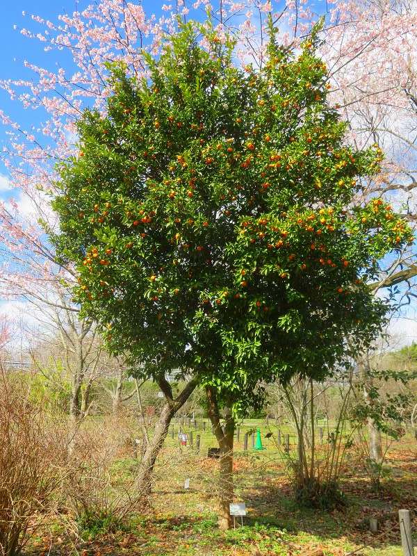 植物園「タチバナ（橘）と大寒桜」20240327_e0237645_21440977.jpg