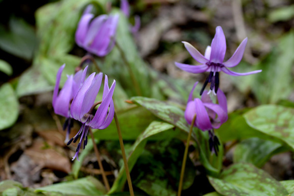 カタクリの花_c0093046_18451161.jpg