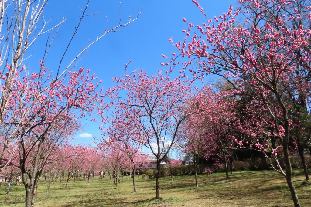 花桃の花を見に・・_b0236251_21283385.jpg