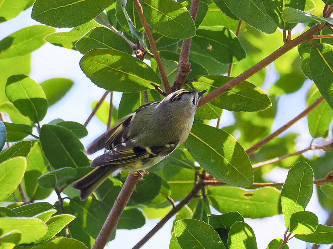 3月10日の鳥撮り_f0199866_22080712.jpg