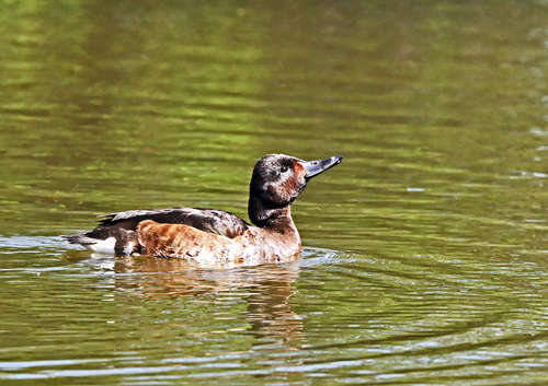 水元公園＝アカハジロ♀　成鳥夏羽？_d0346977_17164406.jpg