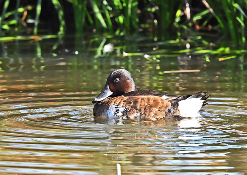 水元公園＝アカハジロ♀　成鳥夏羽？_d0346977_17165015.jpg