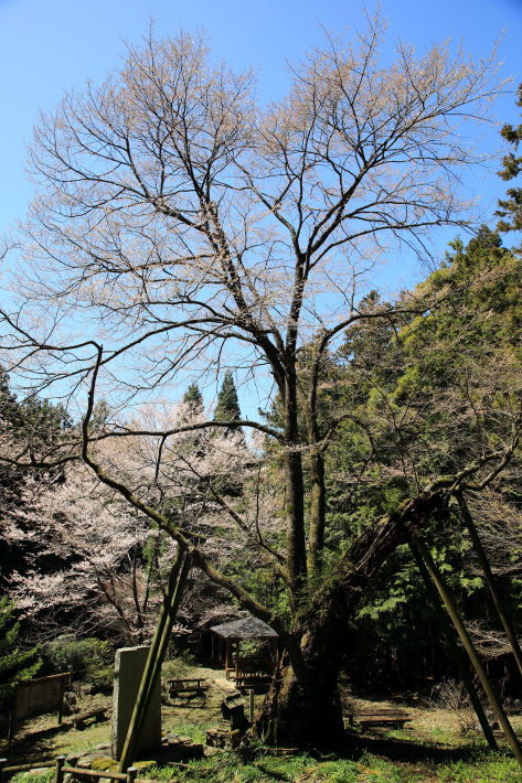 今日の開花状況_c0358784_20565256.jpg