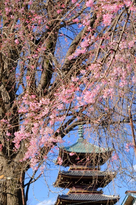 上野の桜_b0195589_18102140.jpg