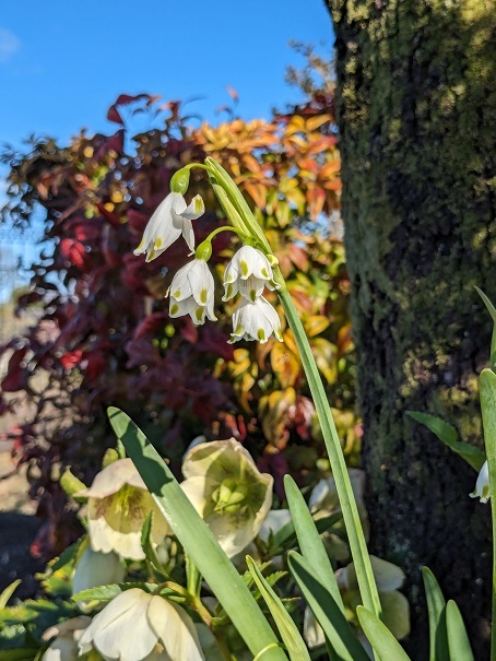 だれだっけ？　－球根の発芽ー_f0280898_08434402.jpg