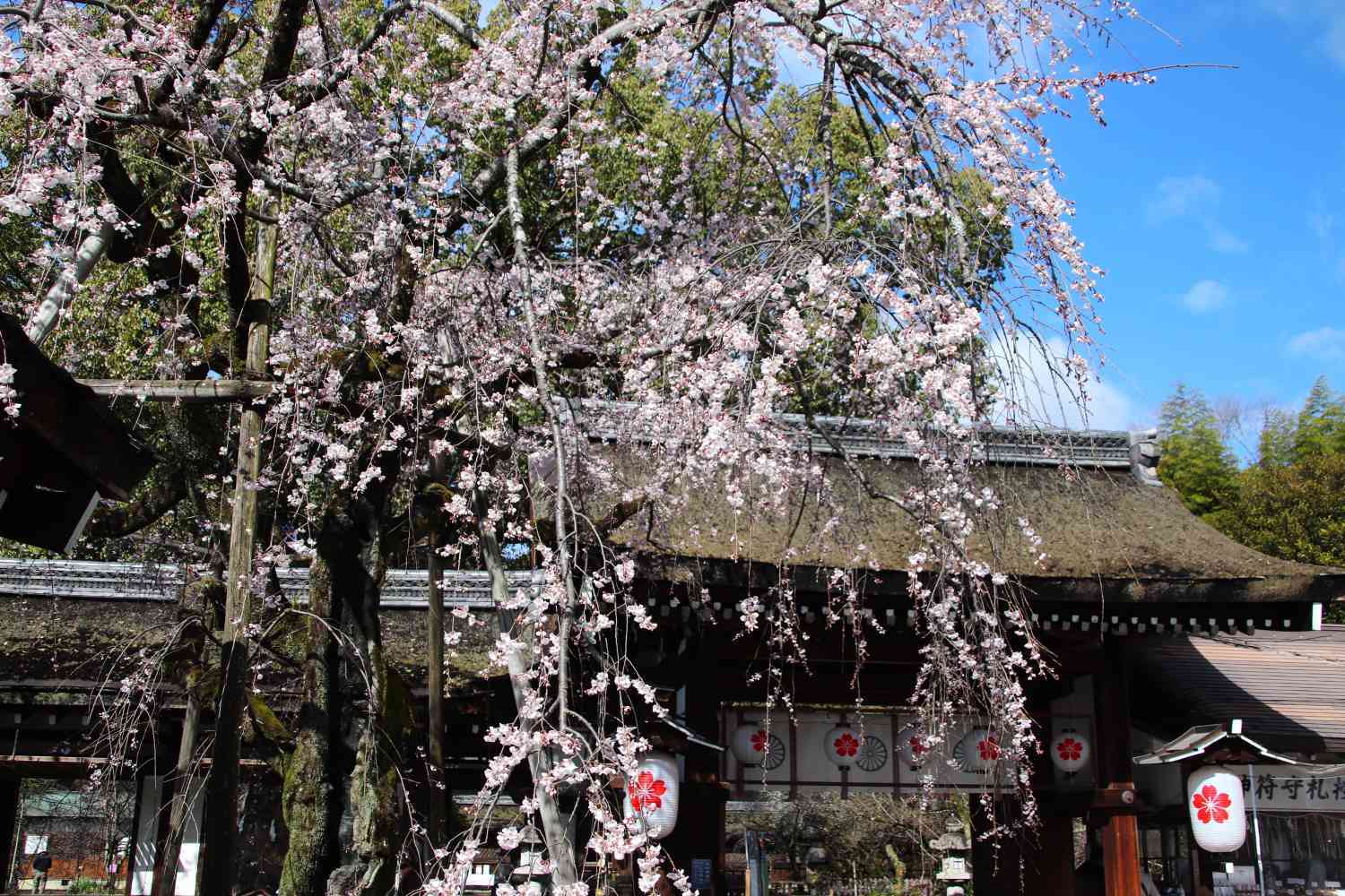 平野神社　魁桜が咲き始めた_e0048413_17015340.jpg