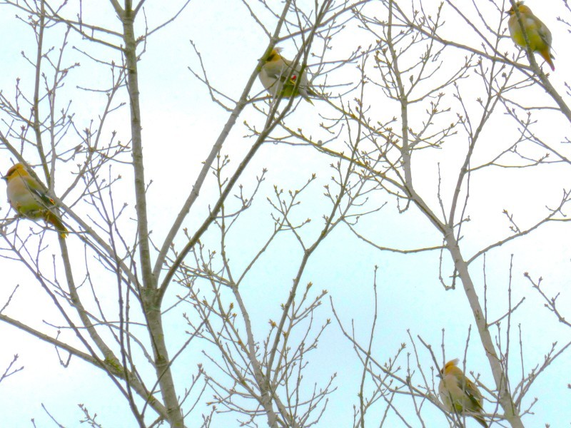 緋連雀、黄連雀 ＊ scarlet waxwing, yellow waxwing_f0374041_20491214.jpg