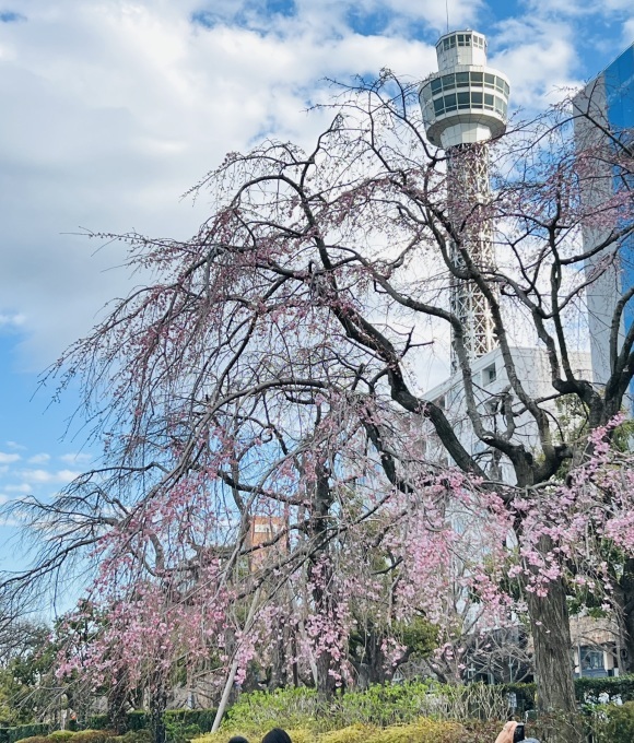 山下公園の枝垂れさくら_e0043548_09042491.jpeg