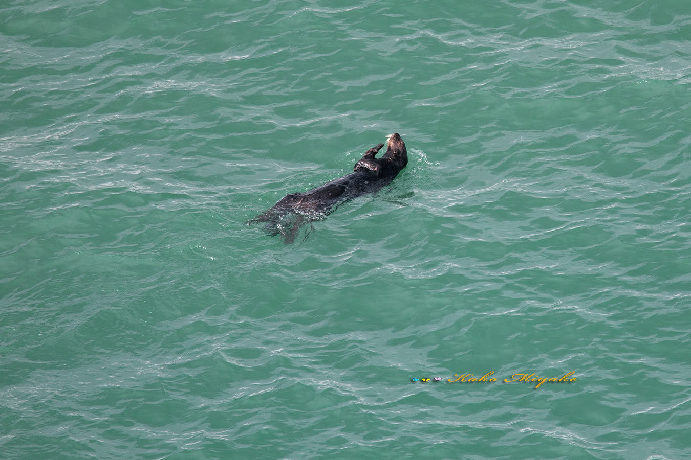 ラッコ（Sea otter）キタキツネ_d0013455_21431914.jpg