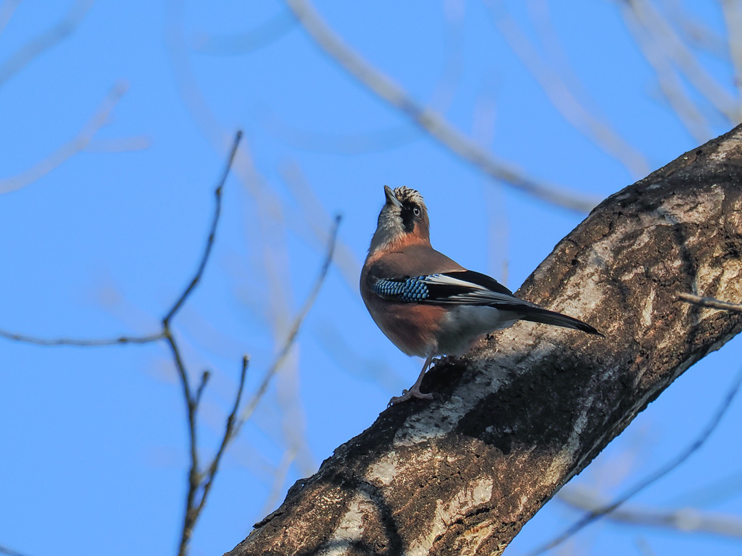 3月11日の鳥撮り_f0199866_20024404.jpg