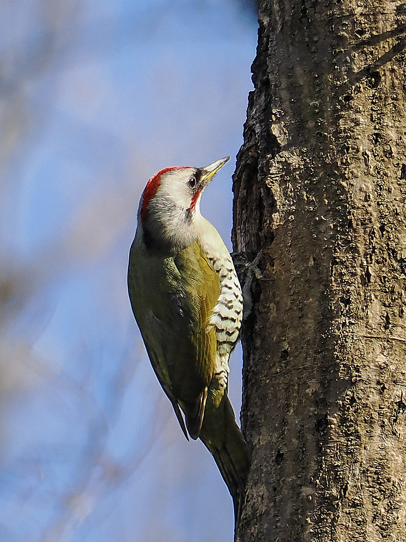 3月11日の鳥撮り_f0199866_20115435.jpg