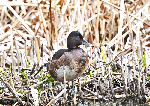 水元公園＝アカハジロ♀　2年目夏？_d0346977_19012543.jpg