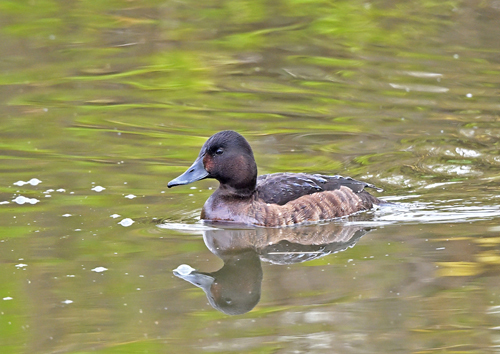 水元公園＝アカハジロ♀　2年目夏？_d0346977_19014620.jpg