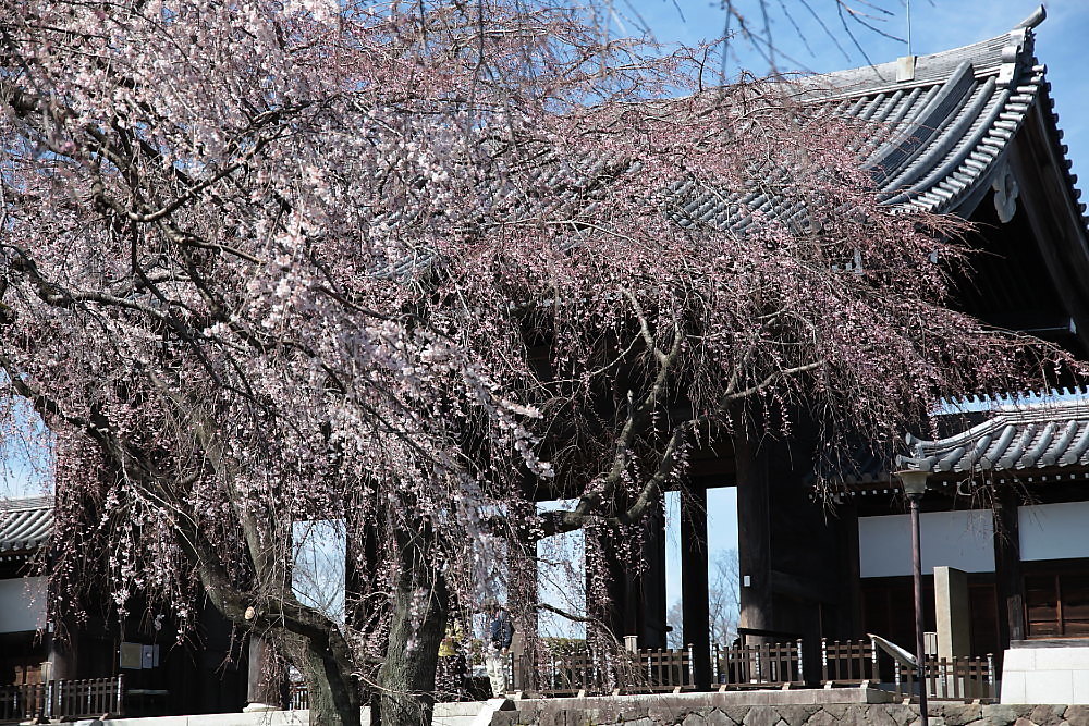 わが町の桜　東郷寺の枝垂桜　その２_e0165983_09062412.jpg