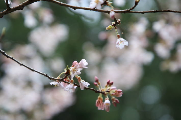 今日の桜たち_c0358784_20231293.jpg