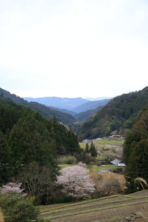 今日の桜たち_c0358784_20244590.jpg