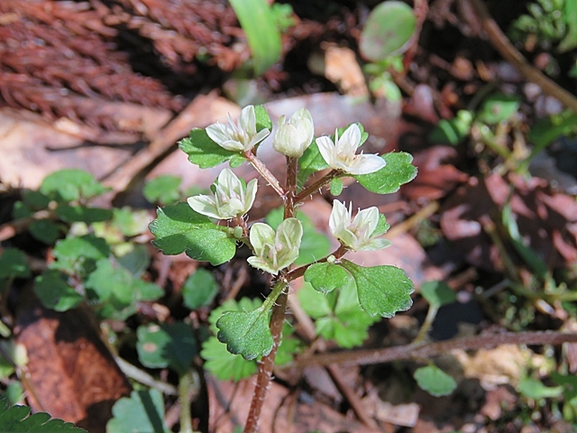 阿蘇、産山など花散策、27日。_f0357487_21195897.jpg