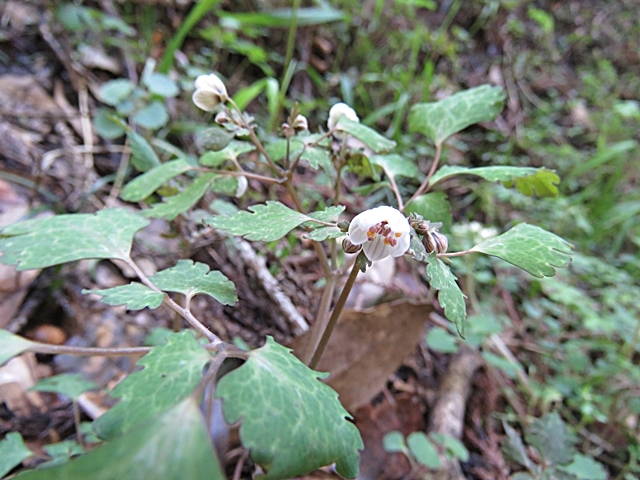 阿蘇、産山など花散策、27日。_f0357487_21213146.jpg