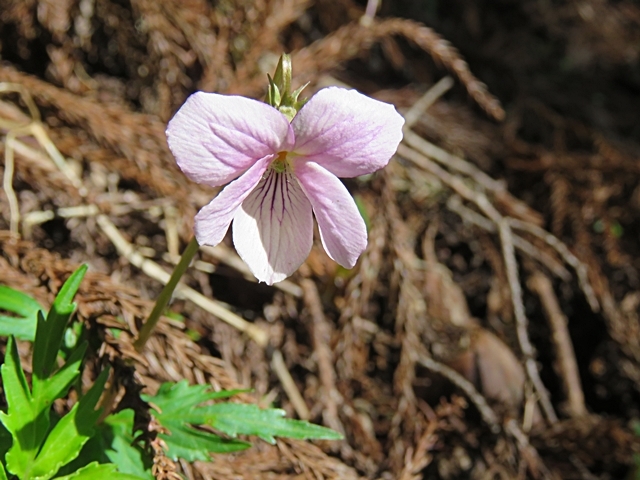 阿蘇、産山など花散策、27日。_f0357487_21243852.jpg