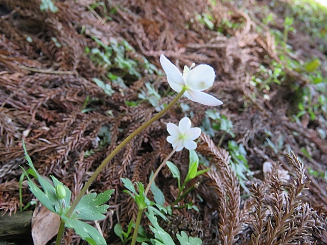 阿蘇、産山など花散策、27日。_f0357487_21251797.jpg