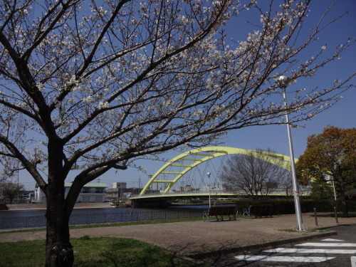 富浜緑地・中川口緑地 桜の開花を楽しみにしています_d0338682_07450830.jpg