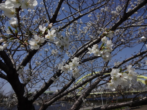富浜緑地・中川口緑地 桜の開花を楽しみにしています_d0338682_07461207.jpg