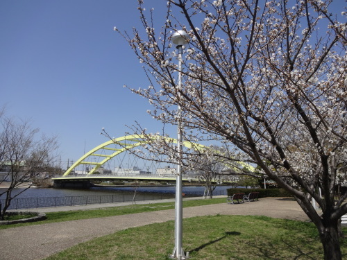 富浜緑地・中川口緑地 桜の開花を楽しみにしています_d0338682_07463898.jpg