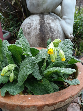 雨の中の小さな花_f0206605_14530799.jpg