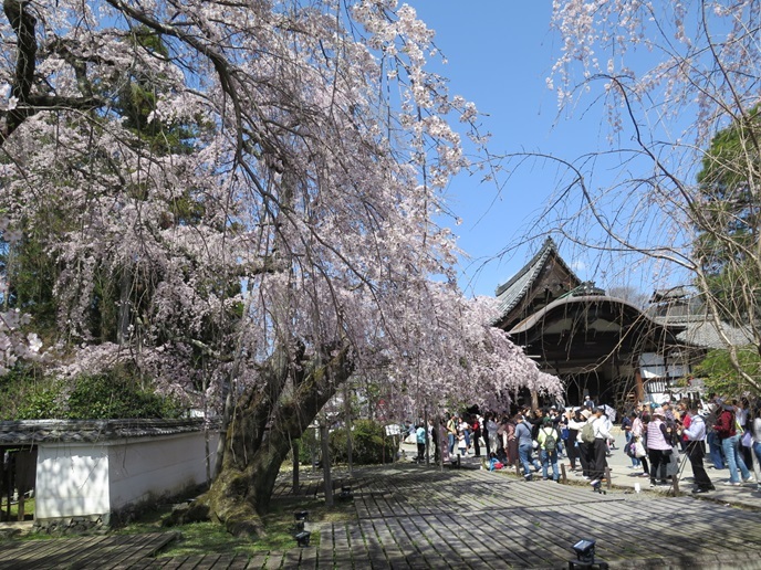 枝垂れ桜、庭園（京都、醍醐寺）_c0192215_16380620.jpg